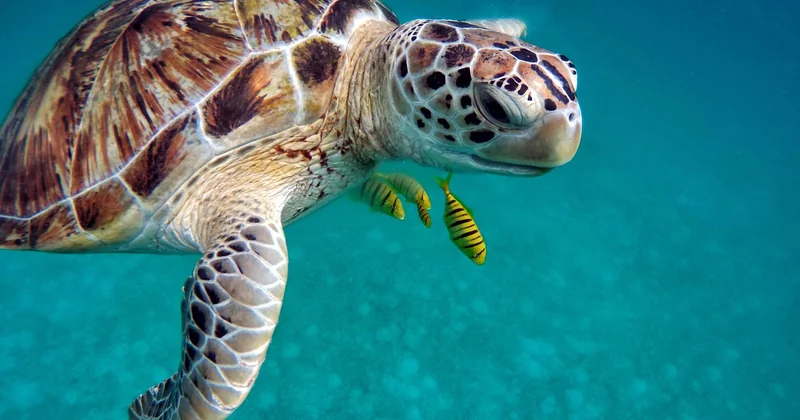 Les meilleurs spots de plongée en famille aux Maldives, atoll par atoll