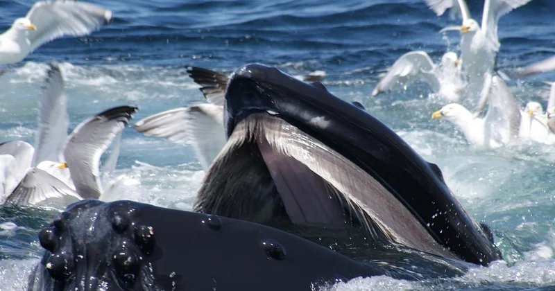 Que mangent les baleines en Norvège (et pourquoi ça compte pour votre voyage)