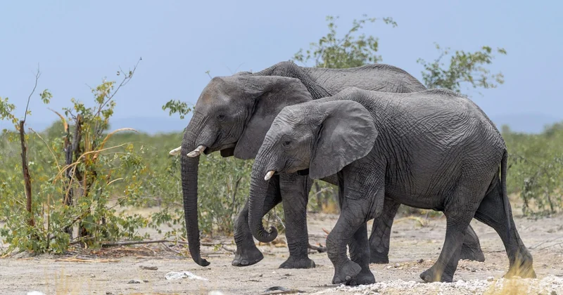 Voir des animaux sauvages sans passer sa vie en voiture
