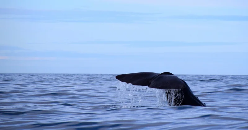 Quand voir les baleines en Norvège (et quand partir avec des enfants)