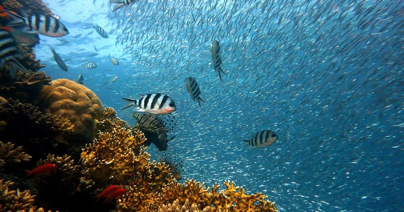 Plongée en famille aux Maldives : nos 10 meilleurs spots incontournables