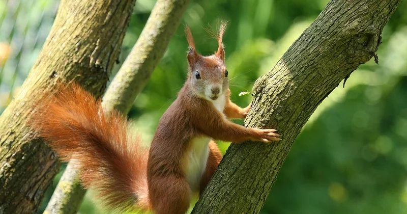 Observation de la faune locale